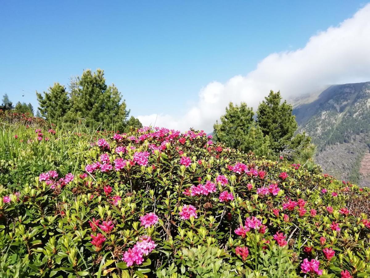 Dolomites B&B - Suites, Apartments And Spa Tesero Exteriör bild